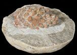 D, Oligocene Aged Fossil Pine Cone - Germany #50768-2